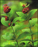 【白薇】原植物图