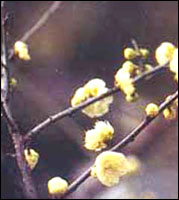 ������÷��ԭֲ��ͼ