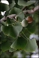 ���׹���Ƥ��ԭֲ��ͼ