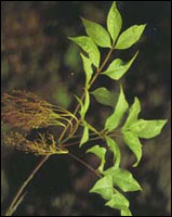 ��������Ƥ��ԭֲ��ͼ