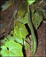 ��˿��Ҷ��ԭֲ��ͼ