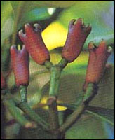 ��ĸ���㡿ԭֲ��ͼ