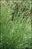 �����ܡ�ԭֲ��ͼ