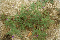 【老鹳草】原植物图