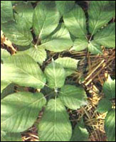 ������Ρ�ԭֲ��ͼ