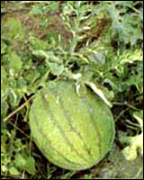 �������ӿǡ�ԭֲ��ͼ