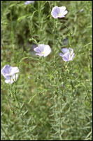 �����顿ԭֲ��ͼ