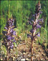 ���е���ԭֲ��ͼ