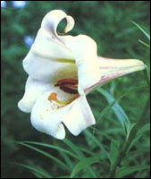 ���ٺϡ�ԭֲ��ͼ