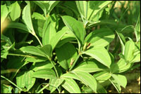 【百部】原植物图