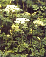 �����顿ԭֲ��ͼ