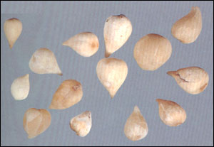 ����ȹá�ҩ��ͼ