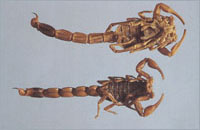 ��ȫЫ��ҩ��ͼ