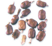 ���춹ޢ��ҩ��ͼ