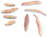 ���󶬡�ҩ��ͼ