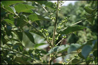 ��Զ־��ԭֲ��ͼ