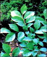 �����衿ԭֲ��ͼ