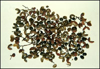 【花椒】药材图