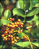 ������Ҷ��ԭֲ��ͼ