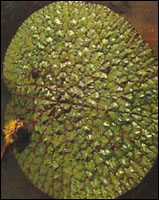 ����ʵ����ԭֲ��ͼ