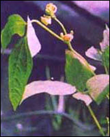 ����С����ԭֲ��ͼ