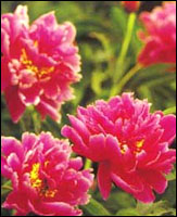 �����֡�ԭֲ��ͼ