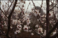 ���ӻ���ԭֲ��ͼ