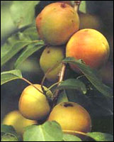 ������Ƥ��ԭֲ��ͼ