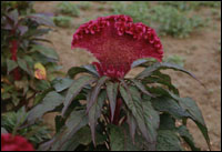 �����ڻ���ԭֲ��ͼ