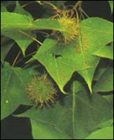 ��������Ƥ��ԭֲ��ͼ