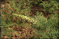 ����Ρ�ԭֲ��ͼ