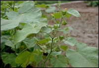 �����顿ԭֲ��ͼ