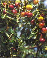 ����Ҷ��ԭֲ��ͼ