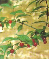 ���������ԭֲ��ͼ