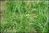 ��֪ĸ��ԭֲ��ͼ