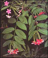 ��ʹ����Ҷ��ԭֲ��ͼ