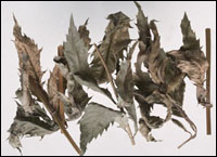 【泽兰】药材图