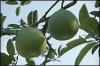 ���ֺˡ�ԭֲ��ͼ