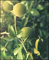 【枸橘】原植物图