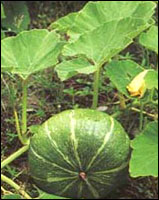 ���Ϲϵ١�ԭֲ��ͼ