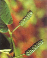 �����ء�ԭֲ��ͼ