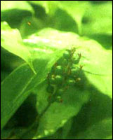 ���ݹ���ԭֲ��ͼ