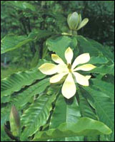 �����ӡ�ԭֲ��ͼ