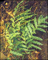 �����鲹��ԭֲ��ͼ