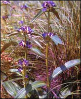 ����ܴ��ԭֲ��ͼ