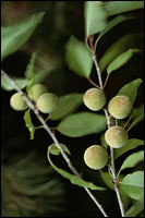 �����ʡ�ԭֲ��ͼ