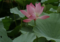 �����ӡ�ԭֲ��ͼ