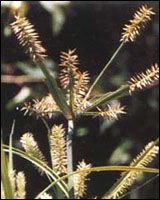 ��ɯ�ݡ�ԭֲ��ͼ