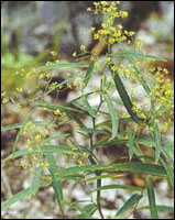 �������ԭֲ��ͼ