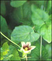 �����Ρ�ԭֲ��ͼ